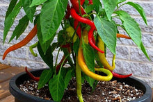 Load image into Gallery viewer, Corbachi Sweet Pepper