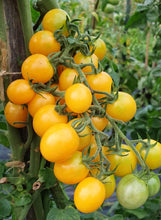 Load image into Gallery viewer, Honey Drop Cherry Tomato 🍯