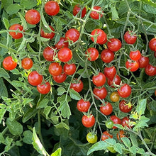 Load image into Gallery viewer, Spoon