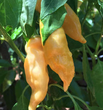 Load image into Gallery viewer, Sugar Rush Peach Hot Pepper