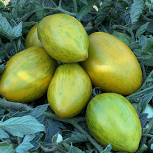 Load image into Gallery viewer, Dwarf Saucy Mary Tomato