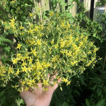 Load image into Gallery viewer, Barry's Crazy Cherry