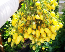 Load image into Gallery viewer, Barry's Crazy Cherry