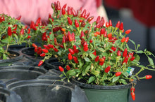 Load image into Gallery viewer, Chili Pequin