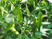 Load image into Gallery viewer, Shishito Pepper (Fall)