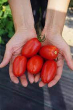 Load image into Gallery viewer, Juliet Tomato