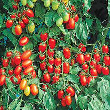 Load image into Gallery viewer, Juliet Tomato
