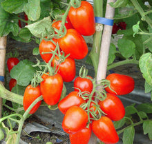 Load image into Gallery viewer, Juliet Tomato