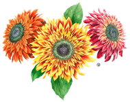 Sunflower Steve Van Gogh Sunflowers