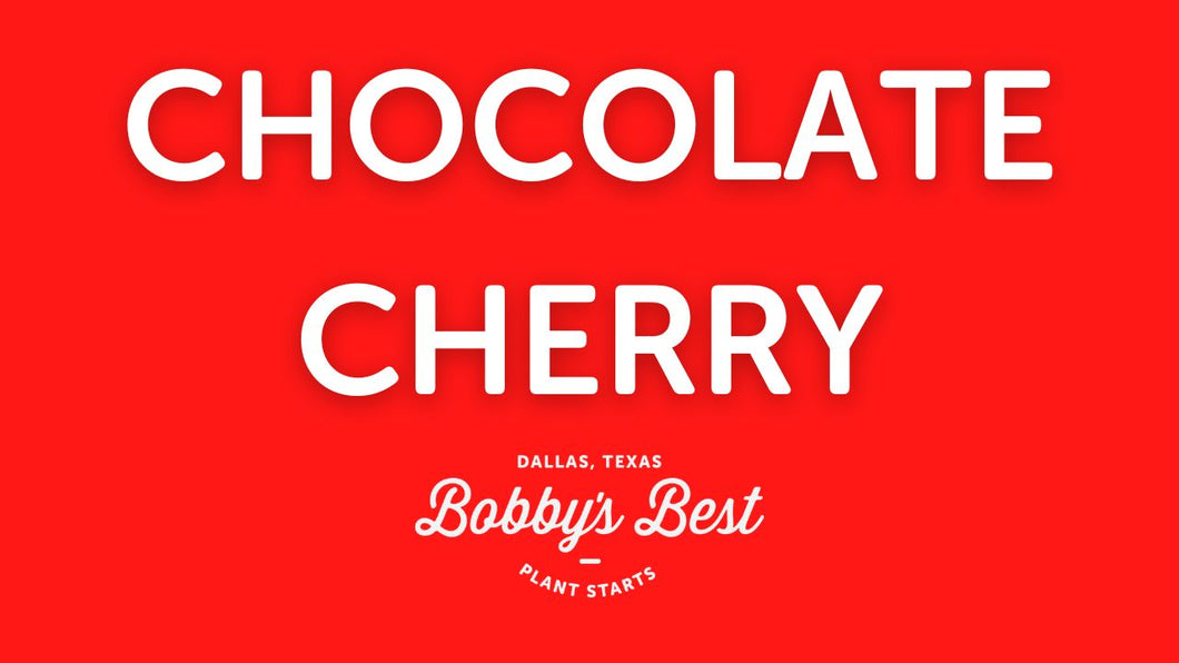 Chocolate   Cherry (Fall)