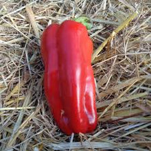 Load image into Gallery viewer, Doux D&#39;Espagne Pepper
