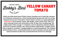 Yellow Canary Cherry Tomato