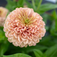 Load image into Gallery viewer, Floret Farms - Precious Metals Zinnias
