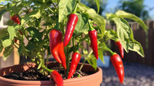 Load image into Gallery viewer, Fresno Pepper
