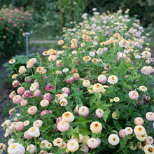 Load image into Gallery viewer, Floret  Flower Farm - Little Flower Girl
