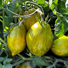 Load image into Gallery viewer, Dwarf Saucy Mary Tomato
