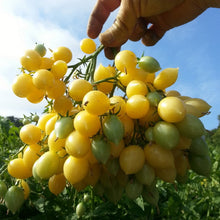 Load image into Gallery viewer, Barry's Crazy Cherry
