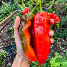 Load image into Gallery viewer, Aleppo Pepper
