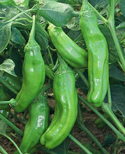 Load image into Gallery viewer, Greek Golden Pepperoncini
