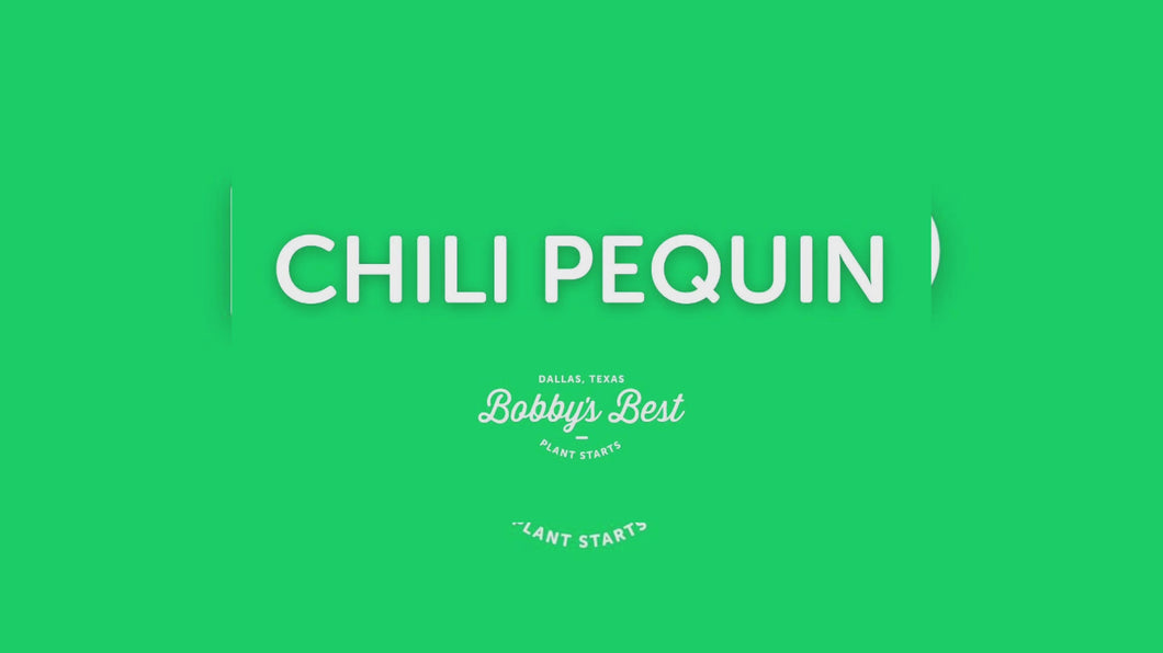 Chili Pequin