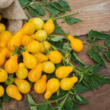 Load image into Gallery viewer, Yellow Pear Tomato
