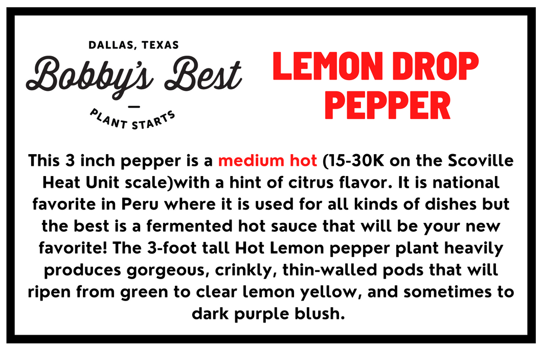 Lemon Drop Pepper
