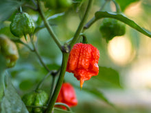 Load image into Gallery viewer, Carolina Reaper
