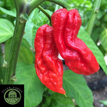 Load image into Gallery viewer, Ghost Pepper
