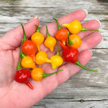 Load image into Gallery viewer, Sweety Drop (Biquinho) Peppers
