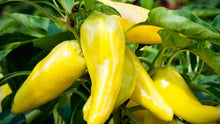 Load image into Gallery viewer, Sweet Banana Pepper
