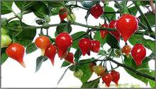 Load image into Gallery viewer, Sweety Drop (Biquinho) Peppers
